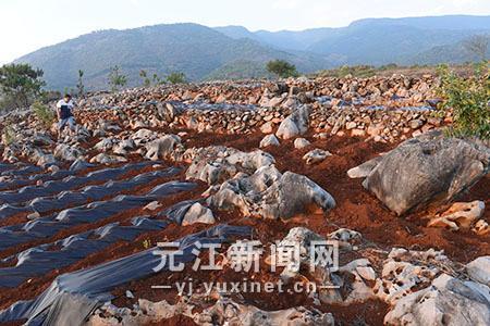 元江县洼垤乡人口_元江洼垤图片