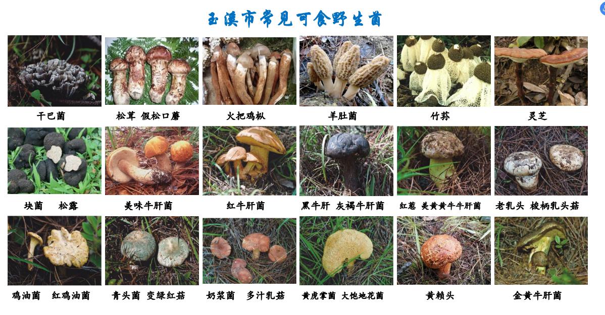图片1 常见可食用.jpg