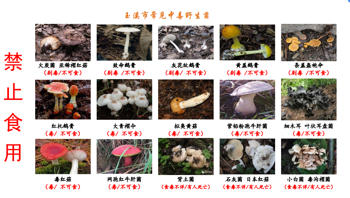 图谱1:玉溪市常见中毒野生菌.png
