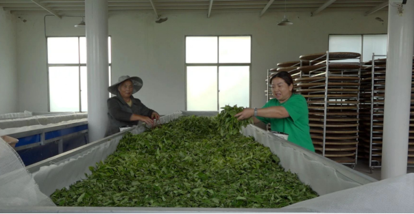 您的位置>首页>元江县乡村振兴局>工作动态>因远种植茶叶历史悠久